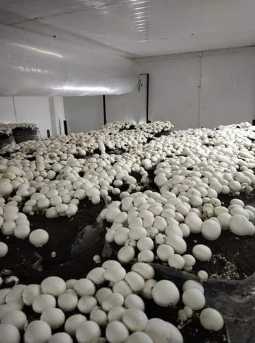 Mashroom_Cold_Storage pic